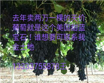 藍寶石葡萄